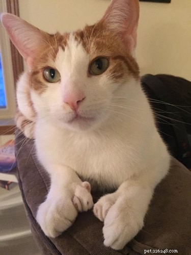 163 Charming Names for Polydactyl Cats