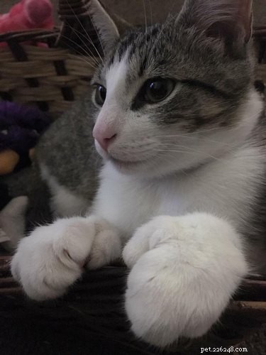 163 Charming Names for Polydactyl Cats
