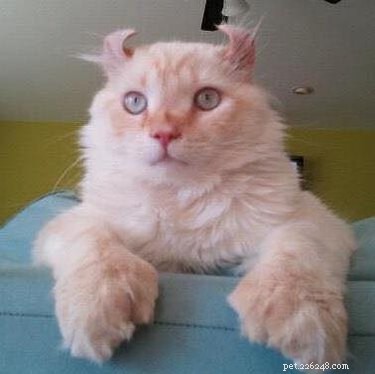 163 Charming Names for Polydactyl Cats