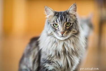 160 Perfect Names for Your Majestic Maine Coon Cat