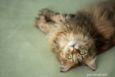 160 Perfect Names for Your Majestic Maine Coon Cat