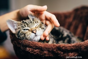 136 Hippie‑Inspired Cat Names for Your Free‑Spirit Feline