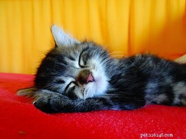 108 Authentic German Names for Your Cat – Classic & Playful Picks