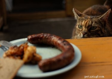 108 Authentic German Names for Your Cat – Classic & Playful Picks