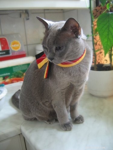 108 Authentic German Names for Your Cat – Classic & Playful Picks