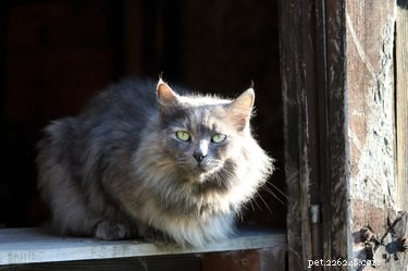 196 Powerful & Fierce Cat Names for Your Wild Feline