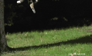 196 Powerful & Fierce Cat Names for Your Wild Feline