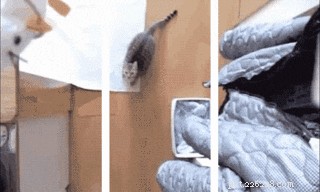 196 Powerful & Fierce Cat Names for Your Wild Feline