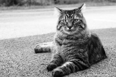 196 Powerful & Fierce Cat Names for Your Wild Feline