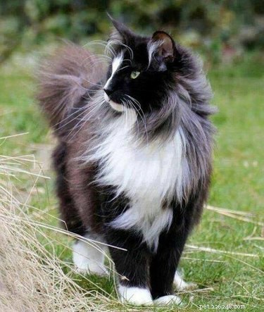 221 Majestic Cat Names: Elegant & Legendary Choices for Your Feline Companion