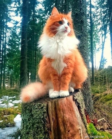 221 Majestic Cat Names: Elegant & Legendary Choices for Your Feline Companion