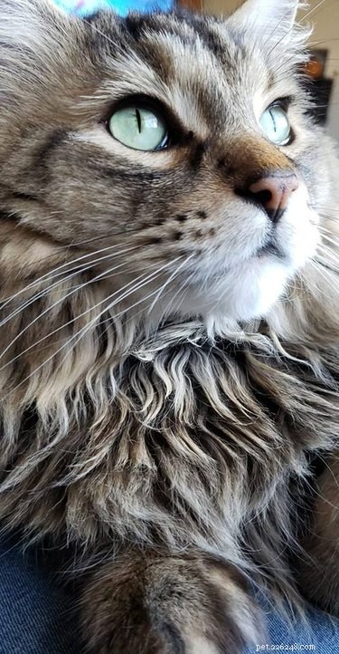 221 Majestic Cat Names: Elegant & Legendary Choices for Your Feline Companion