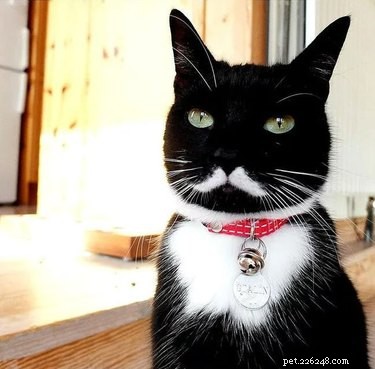 221 Majestic Cat Names: Elegant & Legendary Choices for Your Feline Companion