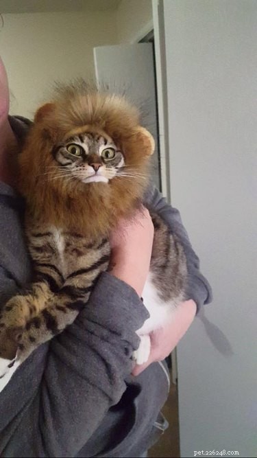 221 Majestic Cat Names: Elegant & Legendary Choices for Your Feline Companion