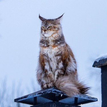 221 Majestic Cat Names: Elegant & Legendary Choices for Your Feline Companion