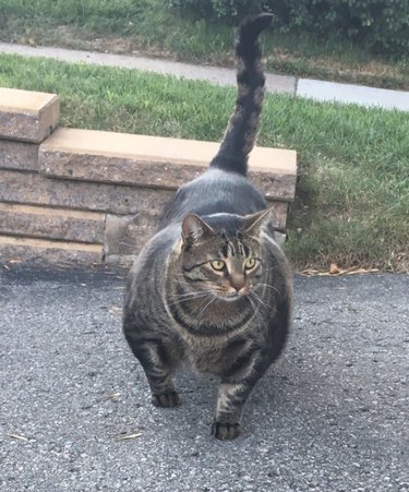 188 Powerful Cat Names for Your Feline Friend