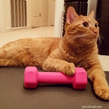 188 Powerful Cat Names for Your Feline Friend