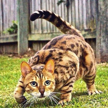 188 Powerful Cat Names for Your Feline Friend