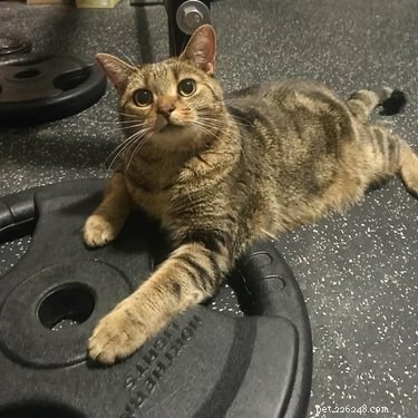 188 Powerful Cat Names for Your Feline Friend