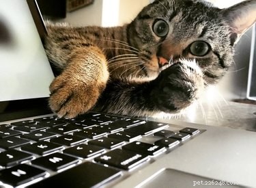 230 Playful & Memorable Cat Names for Every Breed & Age
