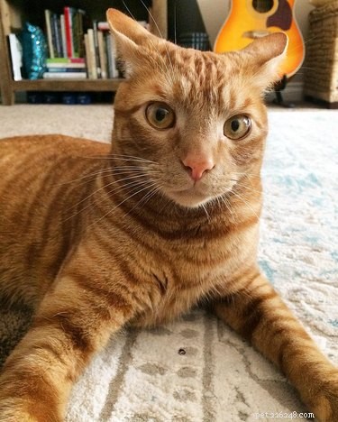 230 Playful & Memorable Cat Names for Every Breed & Age