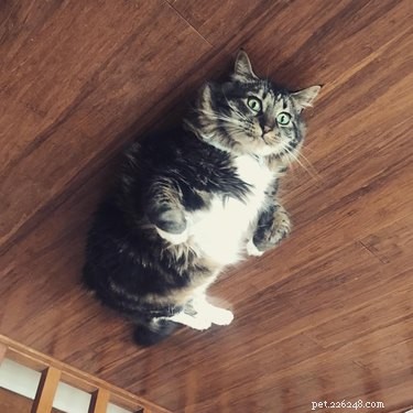 230 Playful & Memorable Cat Names for Every Breed & Age