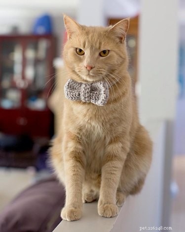 230 Playful & Memorable Cat Names for Every Breed & Age
