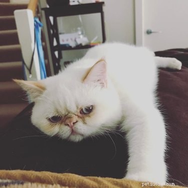 230 Playful & Memorable Cat Names for Every Breed & Age