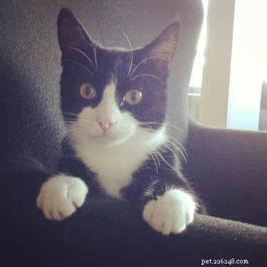 230 Playful & Memorable Cat Names for Every Breed & Age