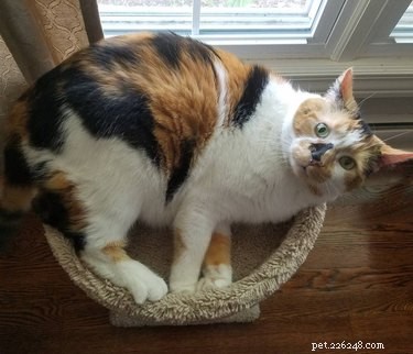 230 Playful & Memorable Cat Names for Every Breed & Age