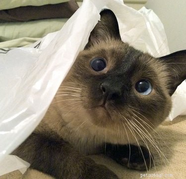 230 Playful & Memorable Cat Names for Every Breed & Age