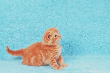 106 Charming Names for Your Tan Cat