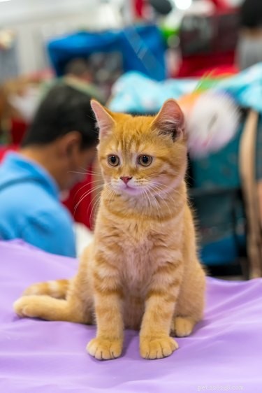 106 Charming Names for Your Tan Cat
