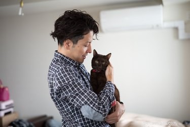 Is It Possible to Rename Your Adopted Cat? A Guide to Changing Your Feline’s Name