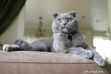 Is It Possible to Rename Your Adopted Cat? A Guide to Changing Your Feline’s Name