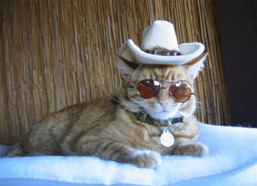 221 Southern-Inspired Cat Names: From Texas Rangers to Georgia Peaches