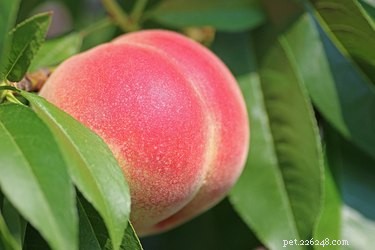 221 Southern-Inspired Cat Names: From Texas Rangers to Georgia Peaches