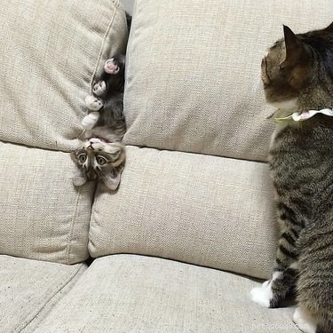136 Hilarious Punny Cat Names for Your New Feline Friend