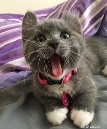 136 Hilarious Punny Cat Names for Your New Feline Friend
