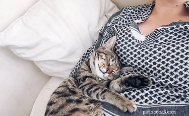 136 Hilarious Punny Cat Names for Your New Feline Friend