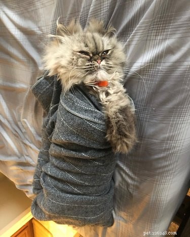 136 Hilarious Punny Cat Names for Your New Feline Friend