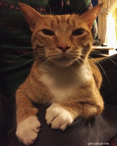 136 Hilarious Punny Cat Names for Your New Feline Friend