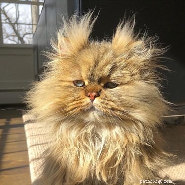 136 Hilarious Punny Cat Names for Your New Feline Friend