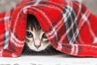 111 Unique Scottish Cat Names for Your Feline Friend