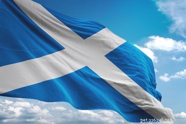 111 Unique Scottish Cat Names for Your Feline Friend