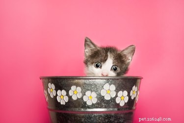 128 Charming Cat Names for Your Female Feline