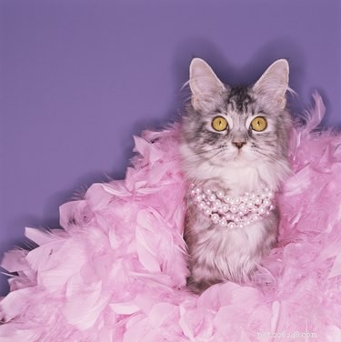 128 Charming Cat Names for Your Female Feline
