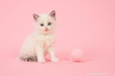 128 Charming Cat Names for Your Female Feline
