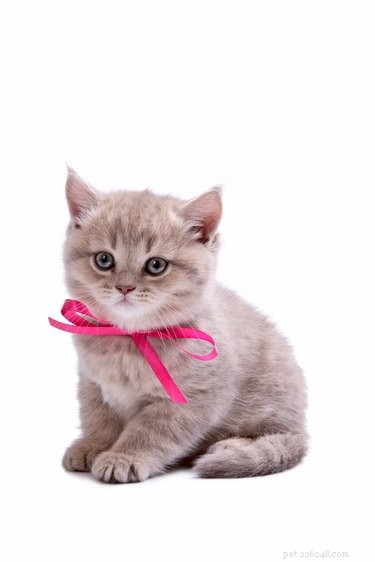 128 Charming Cat Names for Your Female Feline