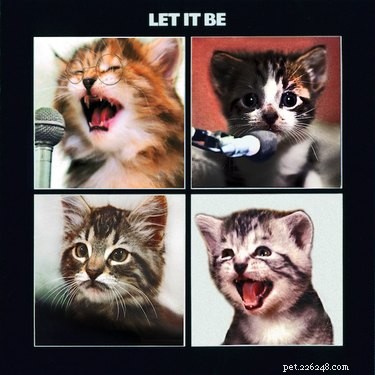 153 Beatles-Inspired Cat Names: A Melodic Naming Guide